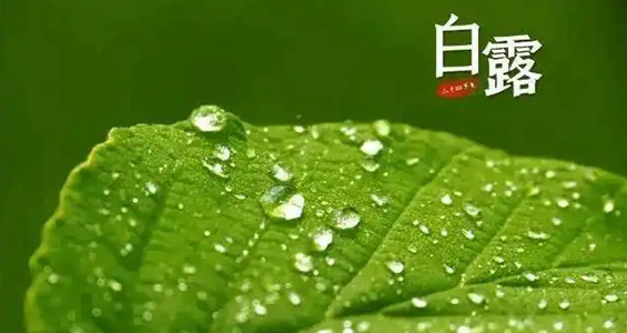 防燥润肺补肾气，白露养生需要注意的三大要点