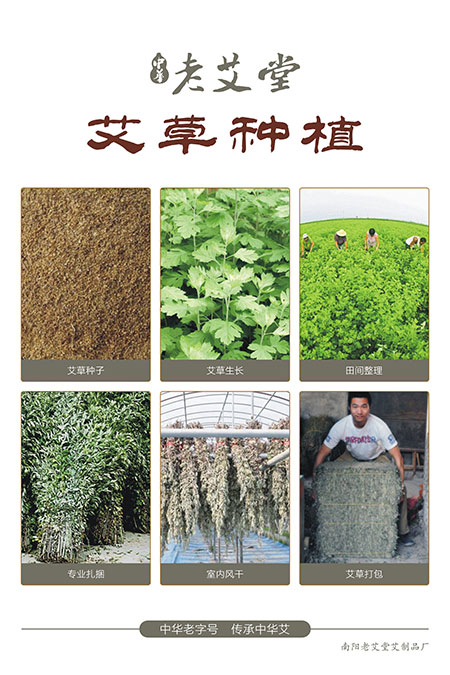 老艾堂艾草种植 老艾堂艾草种植