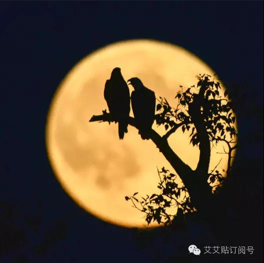 老艾堂艾灸养生 老艾堂艾灸养生